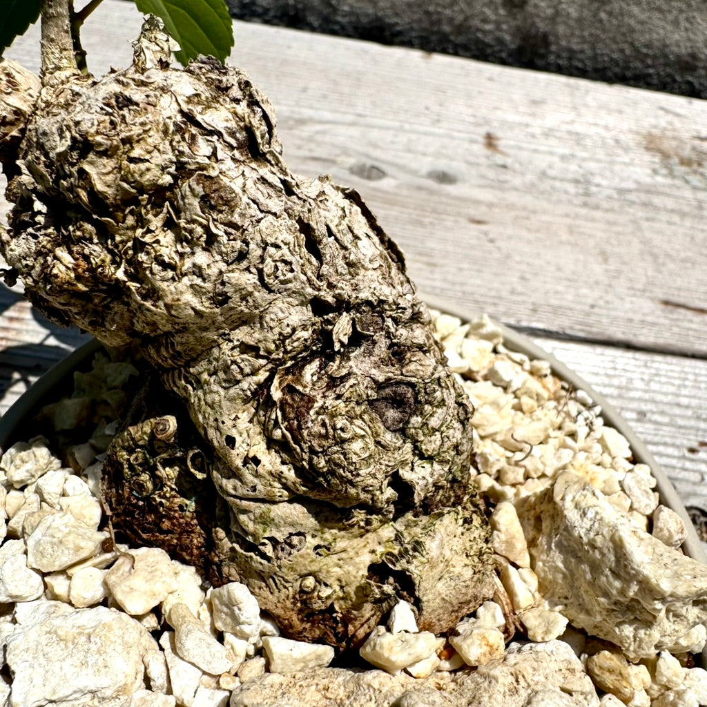 【RYUKYU SERIES】オオハマボウ古木(ユウナ)#001