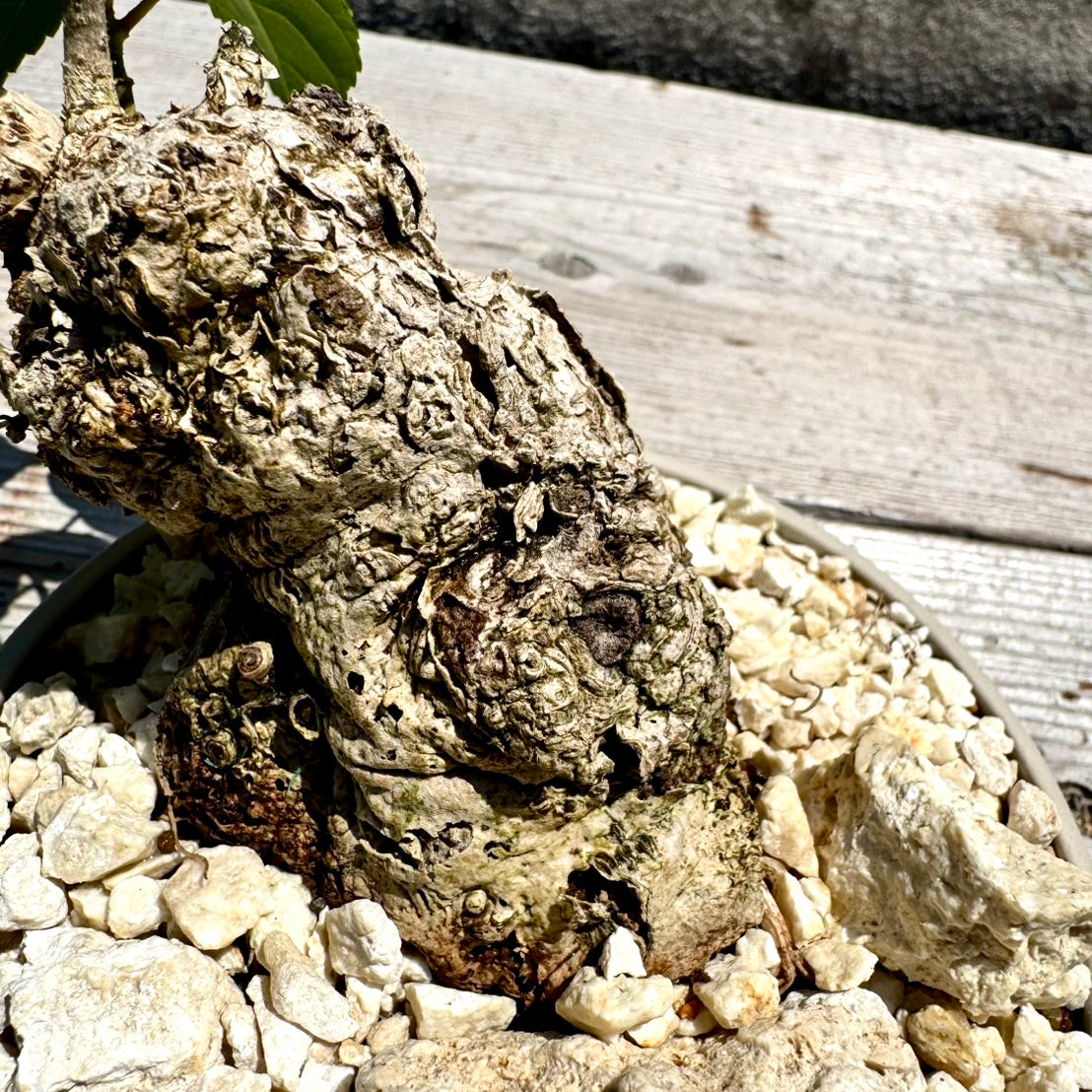 【RYUKYU SERIES】オオハマボウ古木(ユウナ)#001