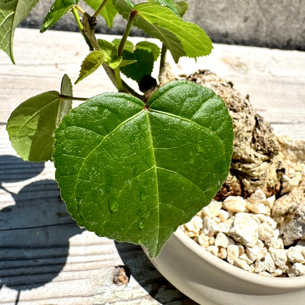 【RYUKYU SERIES】オオハマボウ古木(ユウナ)#001