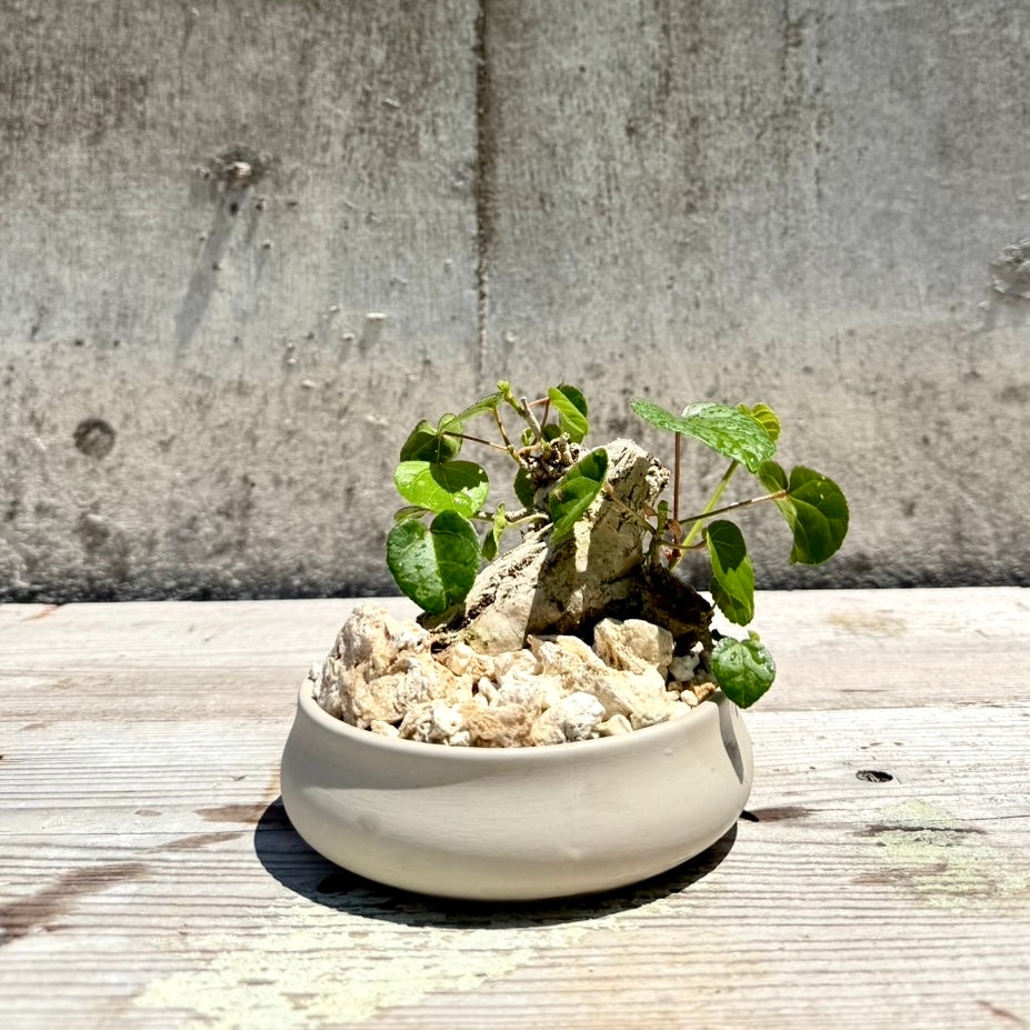 【RYUKYU SERIES】オオハマボウ古木(ユウナ)#002