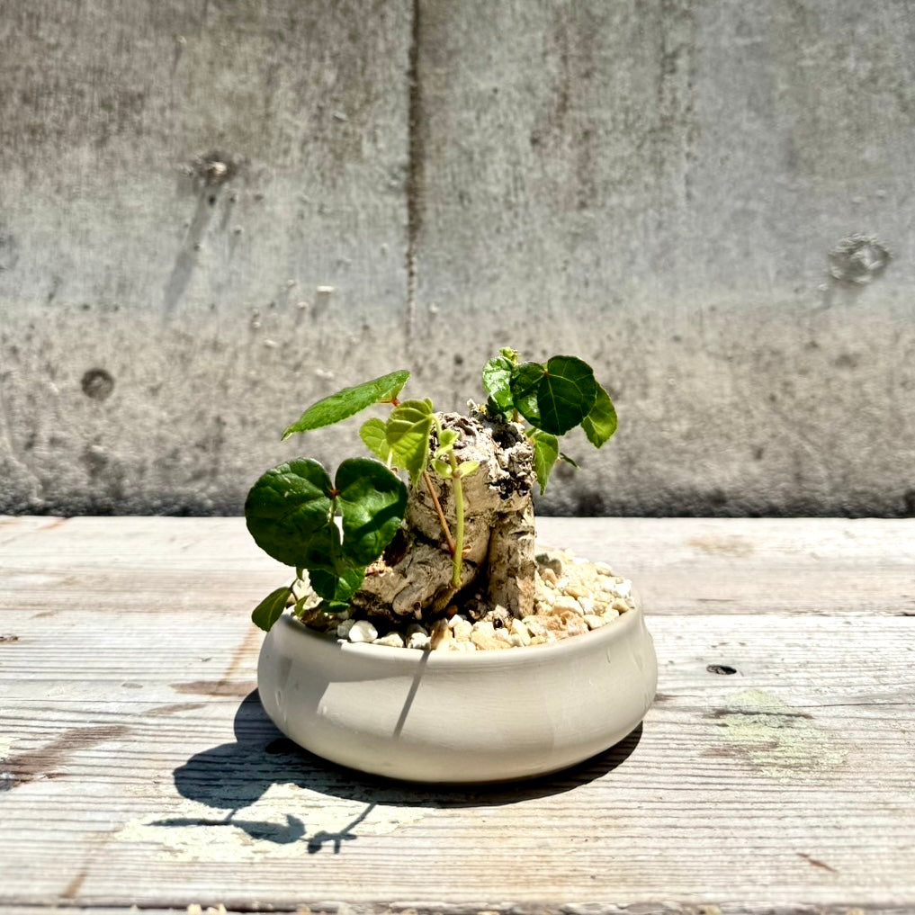 【RYUKYU SERIES】オオハマボウ古木(ユウナ)#002