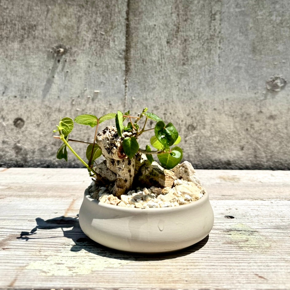 【RYUKYU SERIES】オオハマボウ古木(ユウナ)#002