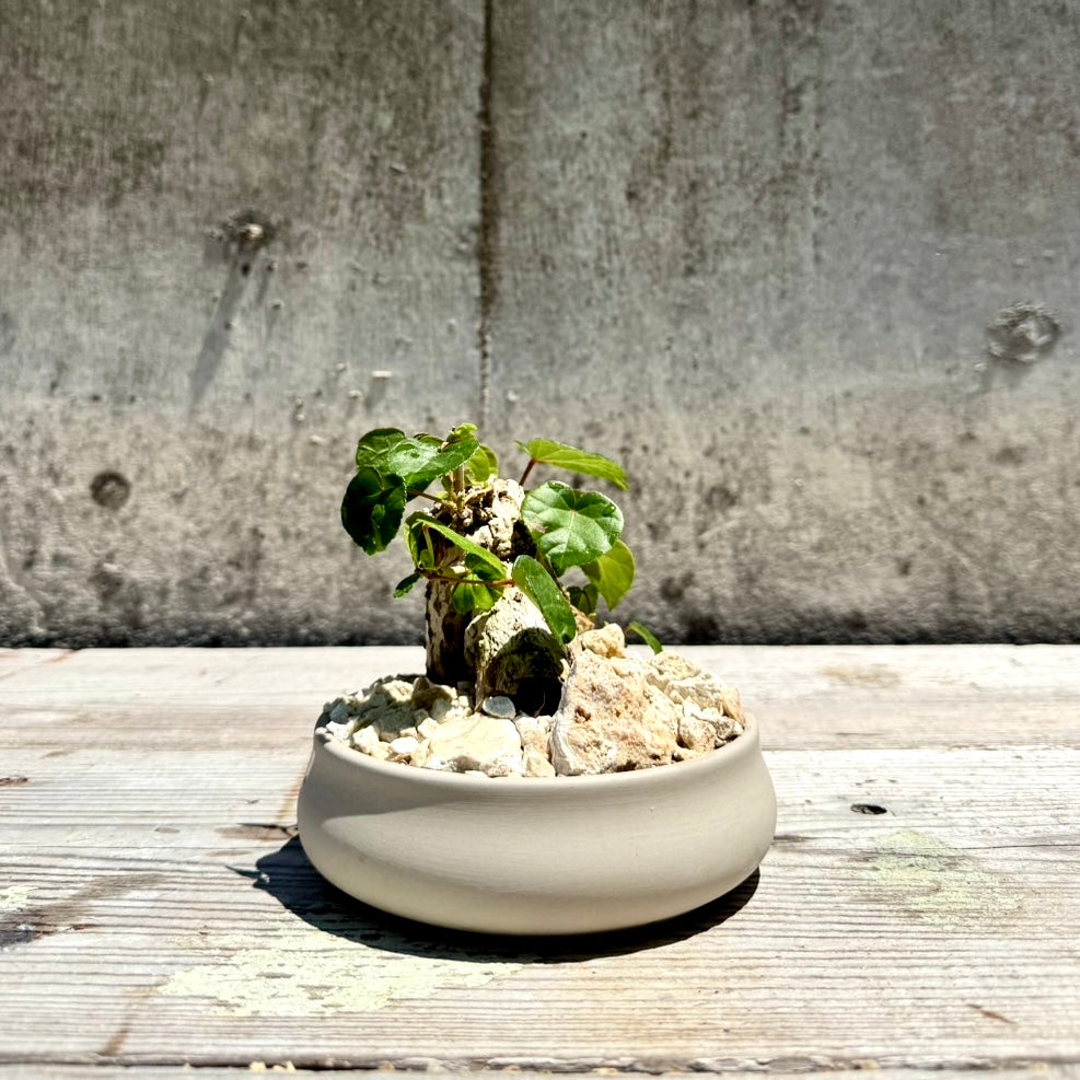 【RYUKYU SERIES】オオハマボウ古木(ユウナ)#002