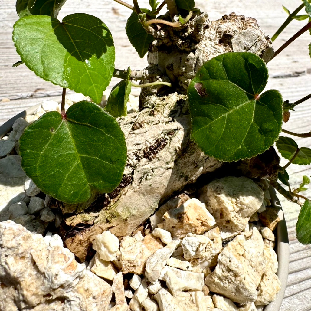 【RYUKYU SERIES】オオハマボウ古木(ユウナ)#002