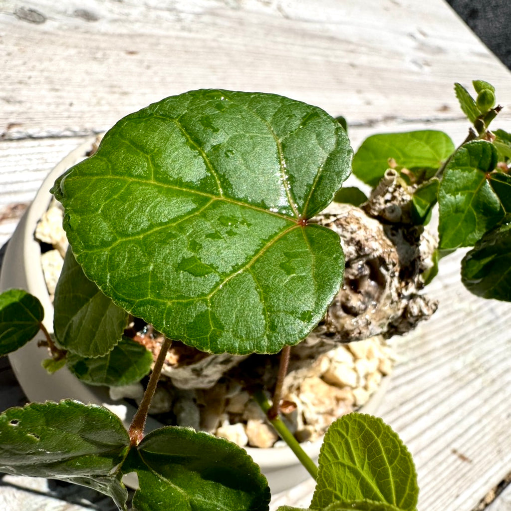 【RYUKYU SERIES】オオハマボウ古木(ユウナ)#002