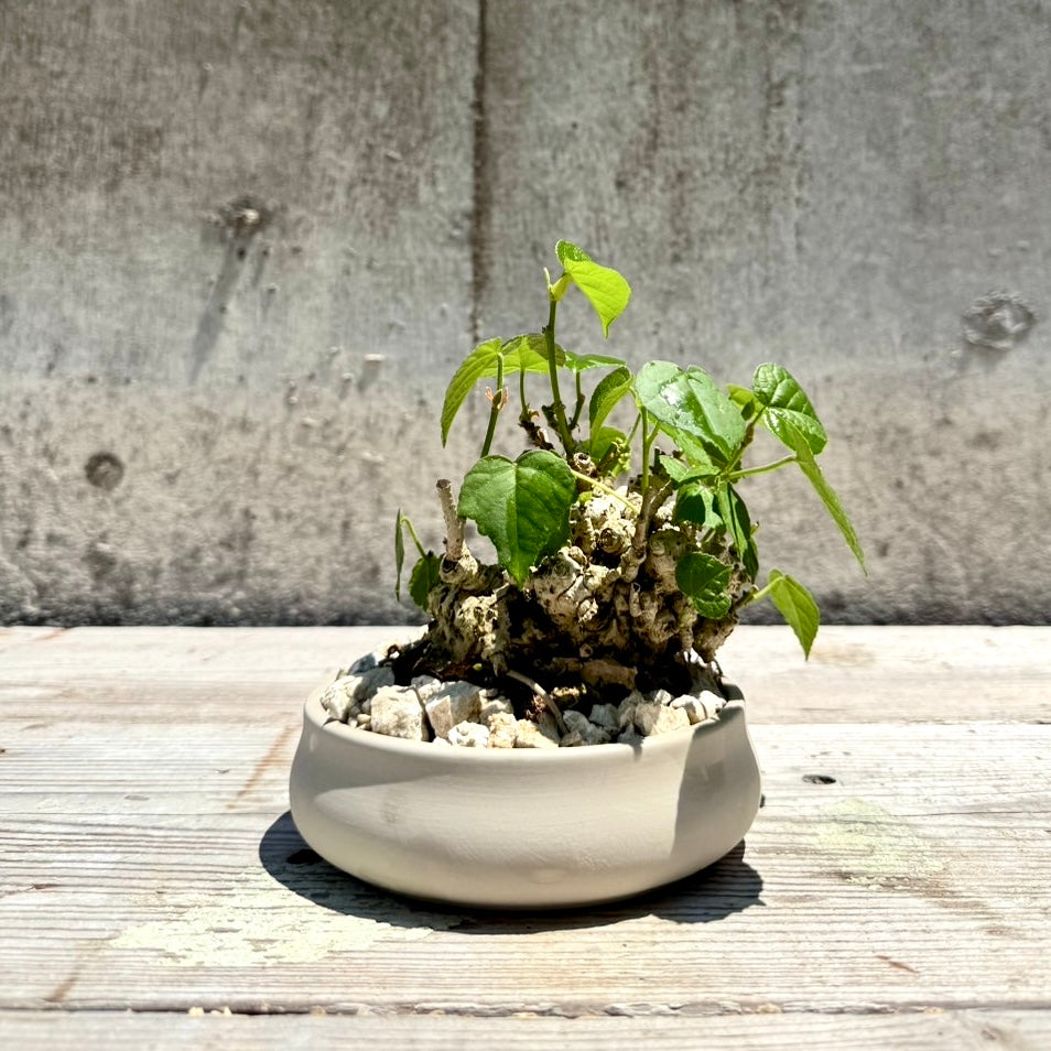 【RYUKYU SERIES】オオハマボウ古木(ユウナ)#003