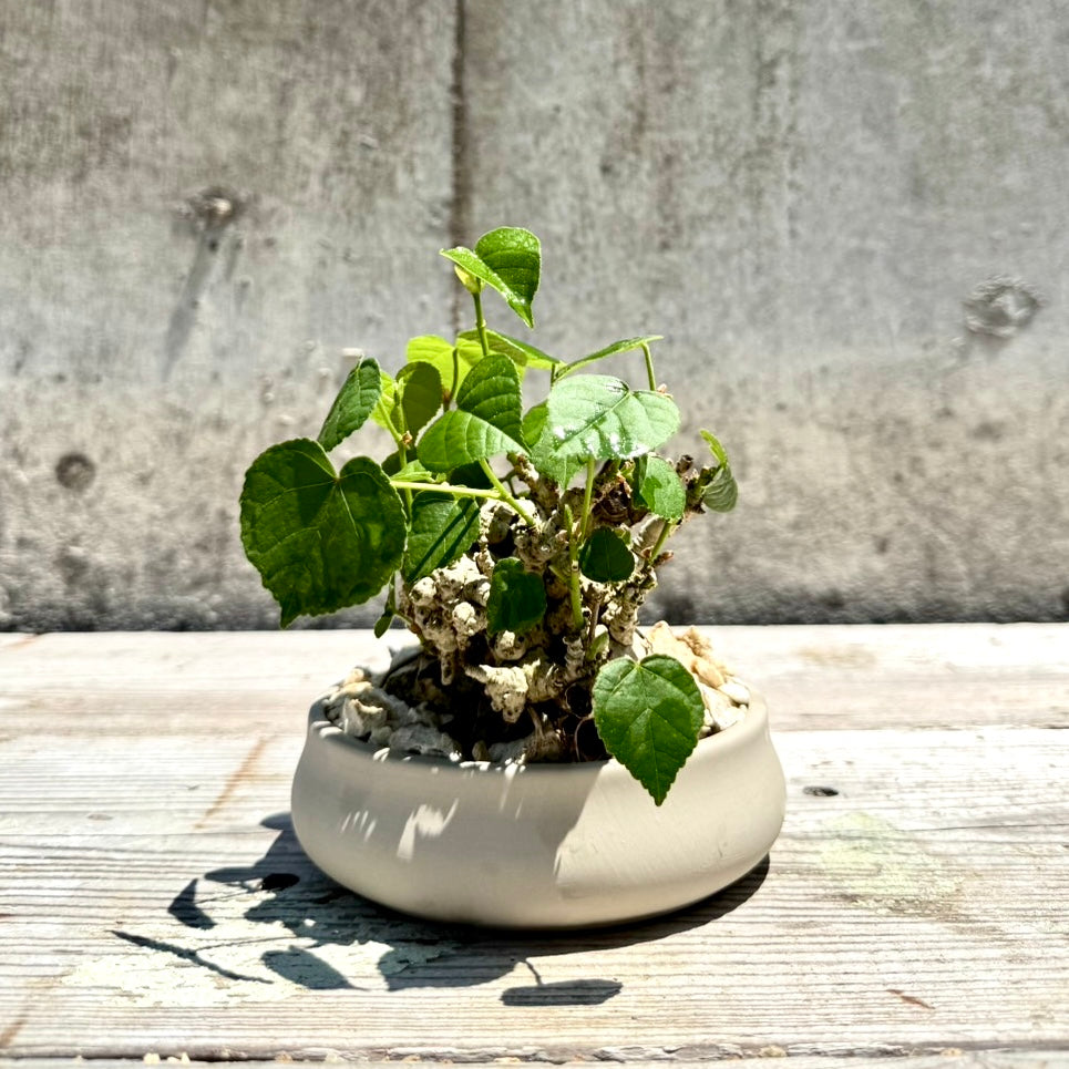 【RYUKYU SERIES】オオハマボウ古木(ユウナ)#003