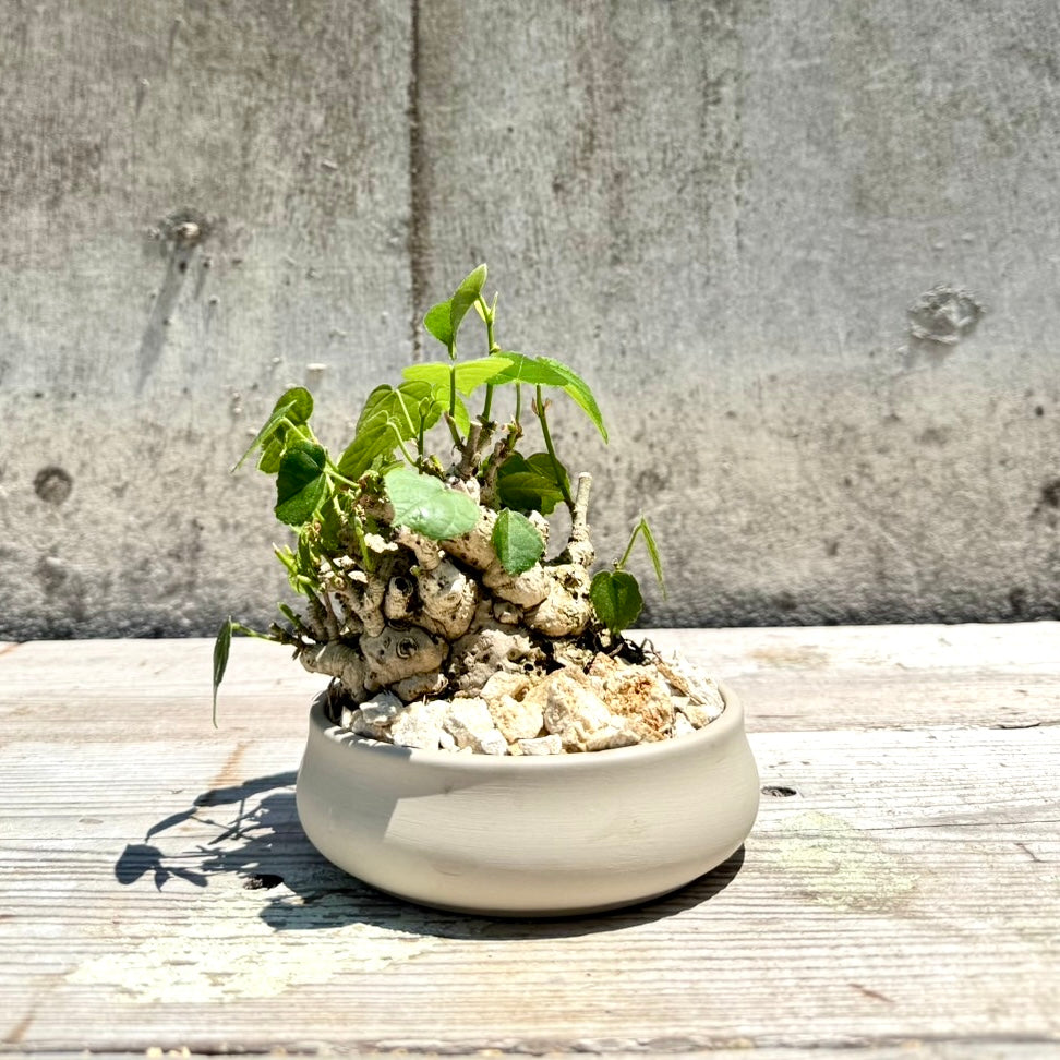 【RYUKYU SERIES】オオハマボウ古木(ユウナ)#003