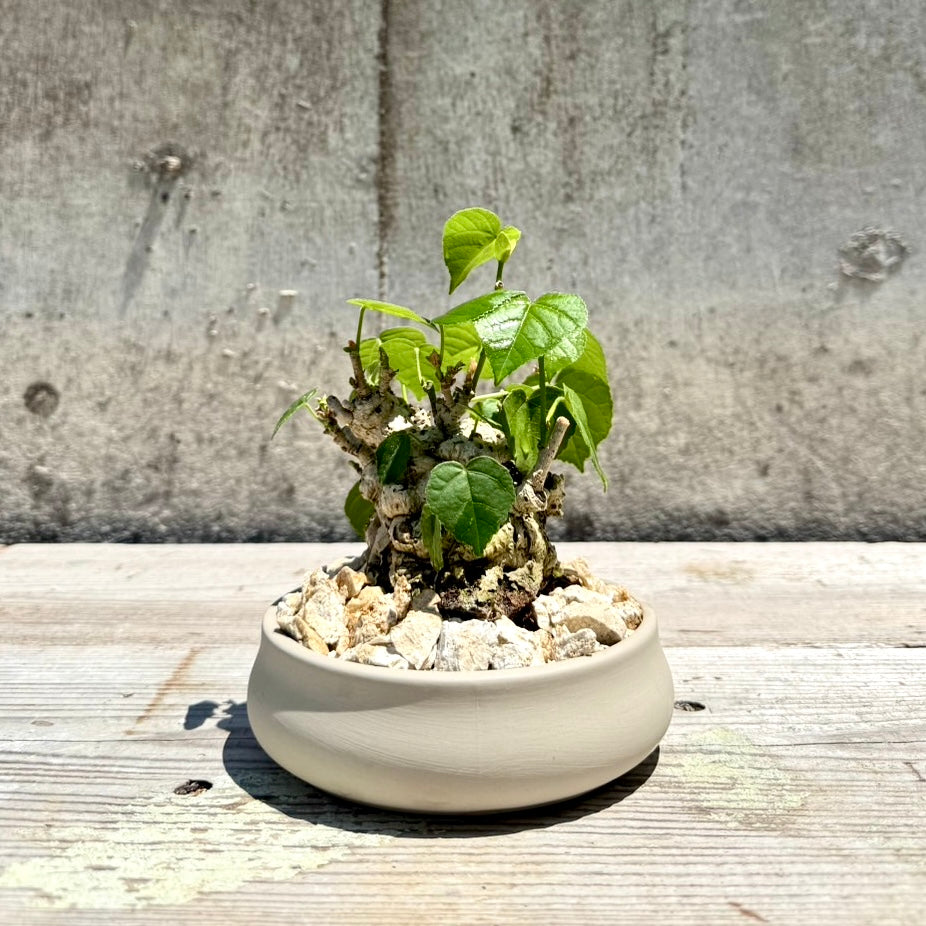 【RYUKYU SERIES】オオハマボウ古木(ユウナ)#003