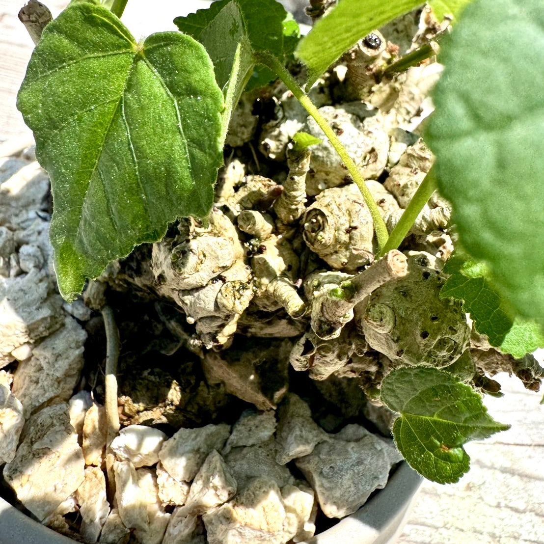 【RYUKYU SERIES】オオハマボウ古木(ユウナ)#003