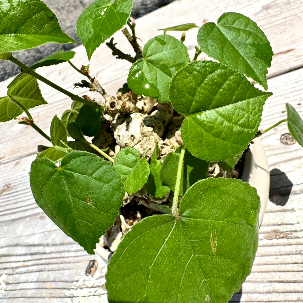 【RYUKYU SERIES】オオハマボウ古木(ユウナ)#003